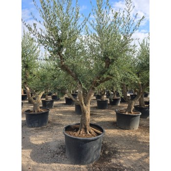 Olea tronco viejo forma natural  230/285 LT